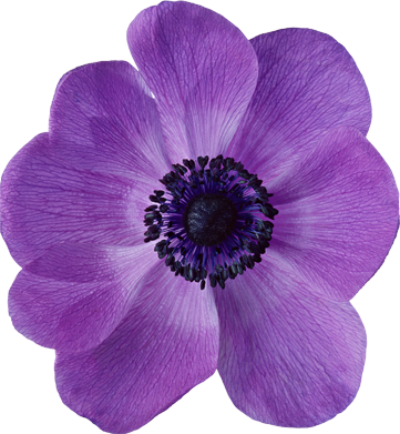 紫色の花の写真 フリー素材 No 527 アネモネ 紫