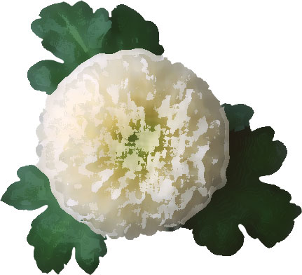 リアルな花のイラスト フリー素材 花一輪no 1765 白菊 三枚葉