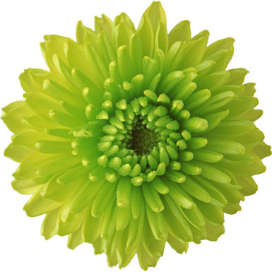 緑色の花の写真 フリー素材 No 197 菊 黄緑