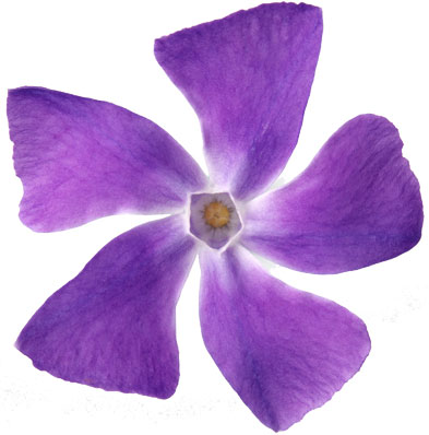 紫色の花の写真 フリー素材 No 529 紫 5枚花びら
