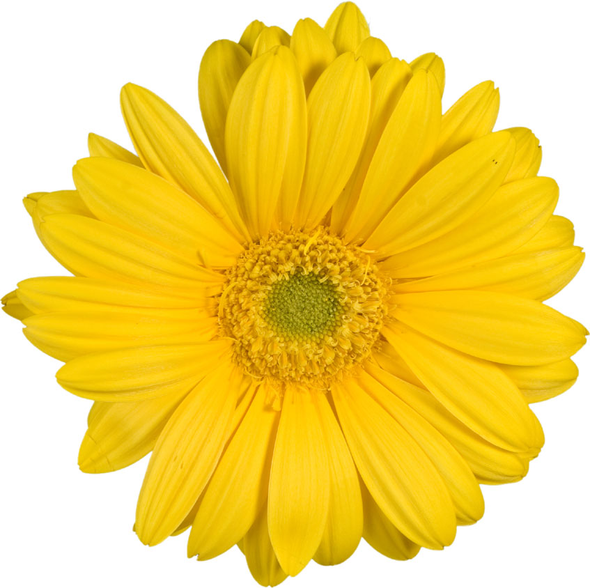 黄色い花の写真 画像 無料のフリー素材集 百花繚乱