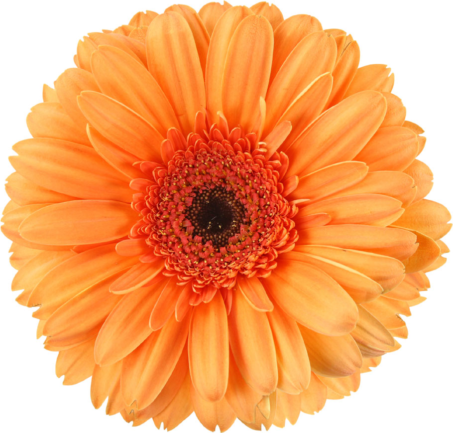 オレンジ色の花の写真 フリー素材 No 259 オレンジ