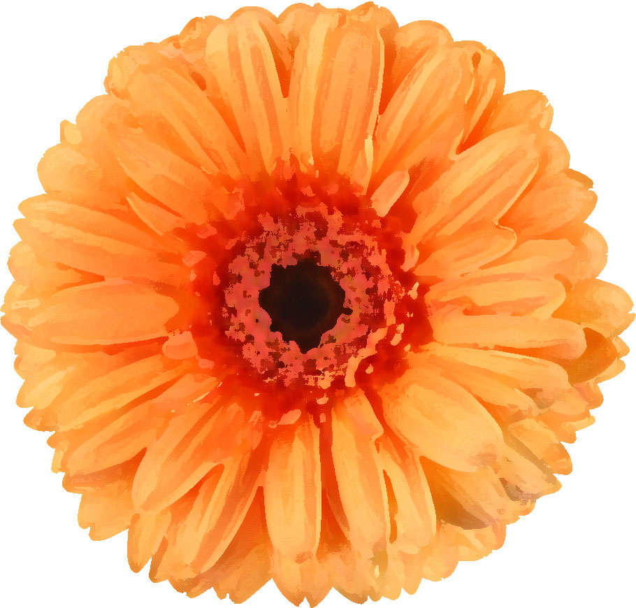 オレンジ色の花のイラスト フリー素材 No 063 オレンジ