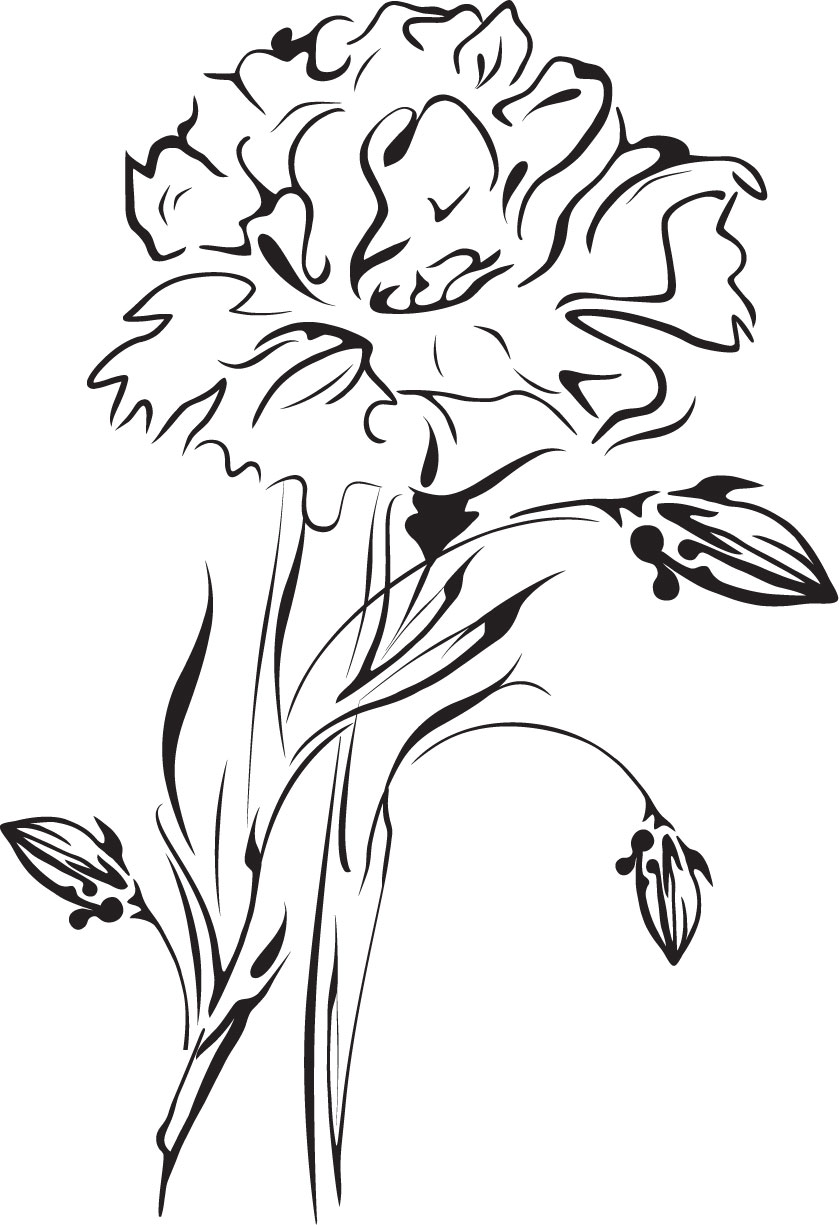 白黒の花のイラスト-白黒・バラ・つぼみ