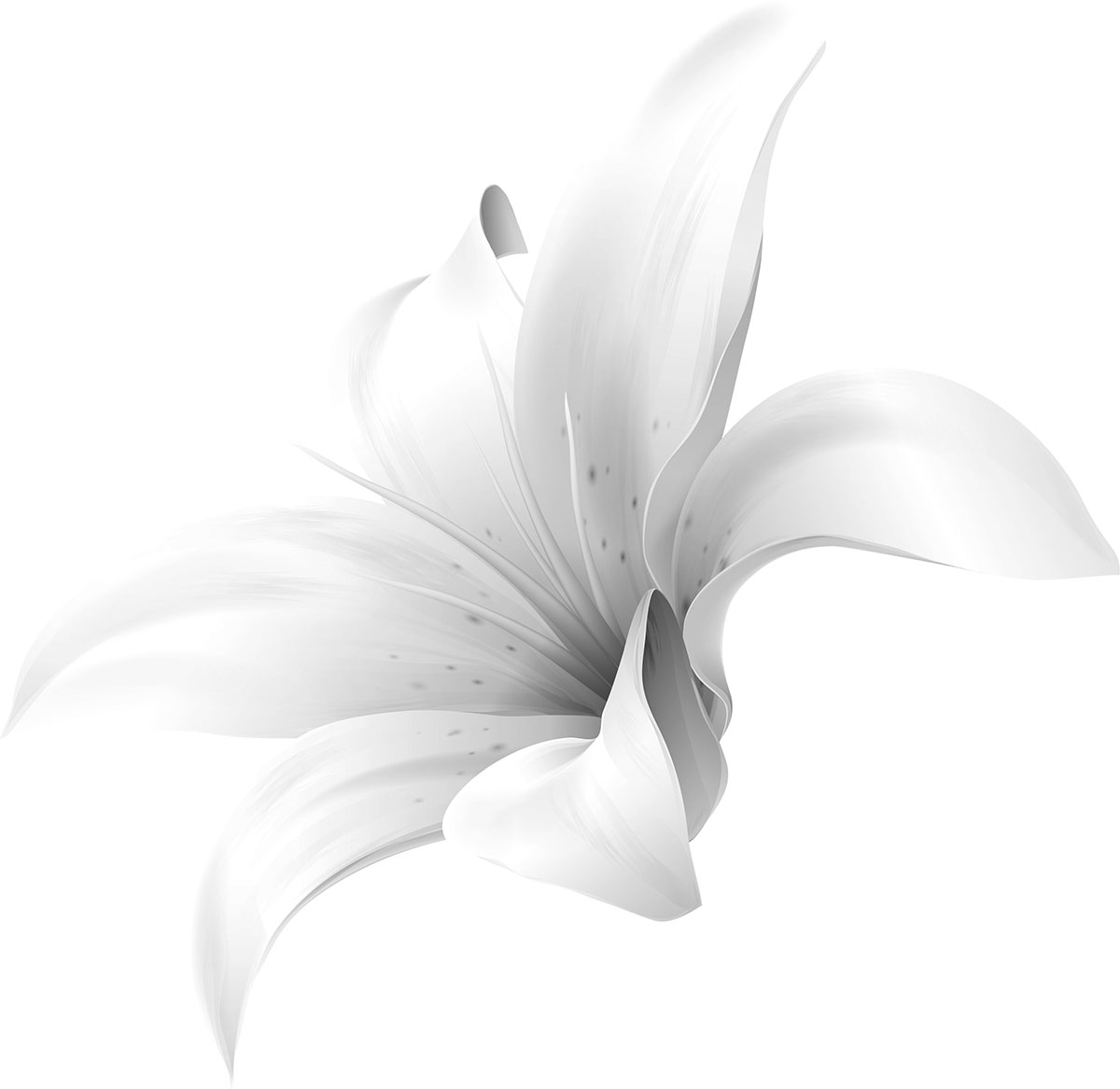 白黒 モノクロの花のイラスト フリー素材 花一輪no 736 白黒 ユリ 百合