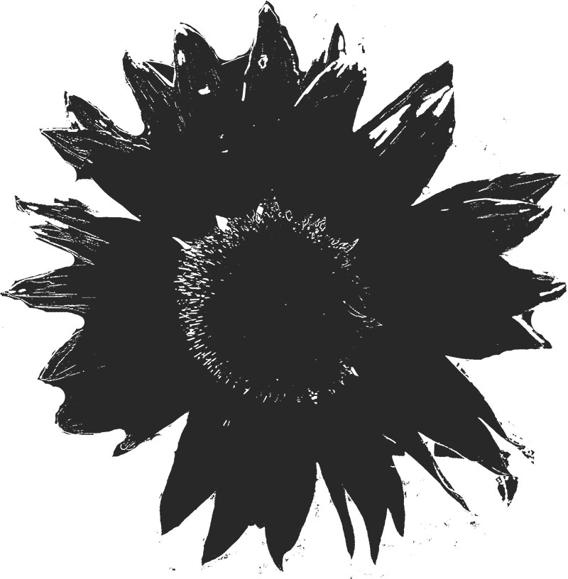 白黒の花のイラスト-白黒・ヒマワリ・リアル