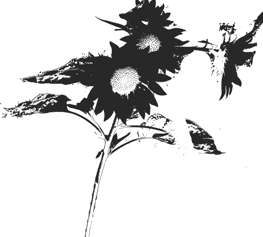 花のイラスト フリー素材 白黒 モノクロno 163 白黒 ヒマワリ リアル