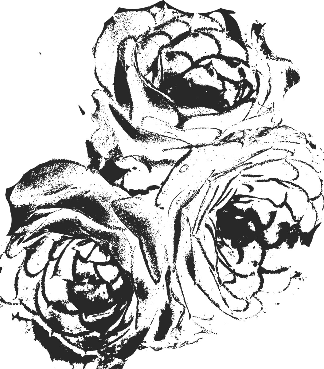 花のイラスト フリー素材 白黒 モノクロno 164 白黒 バラ リアル