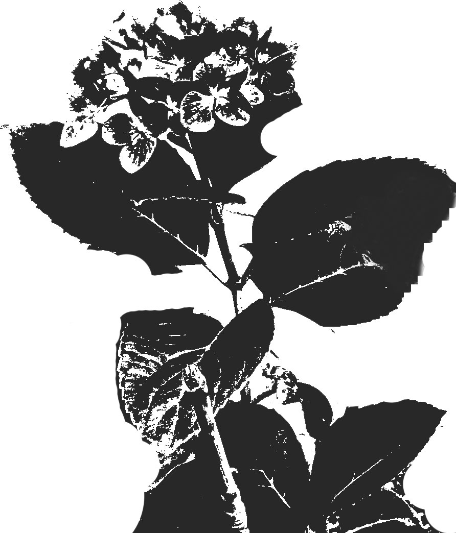 リアルな花のイラスト フリー素材 白黒 モノクロno 28 白黒 あじさい リアル