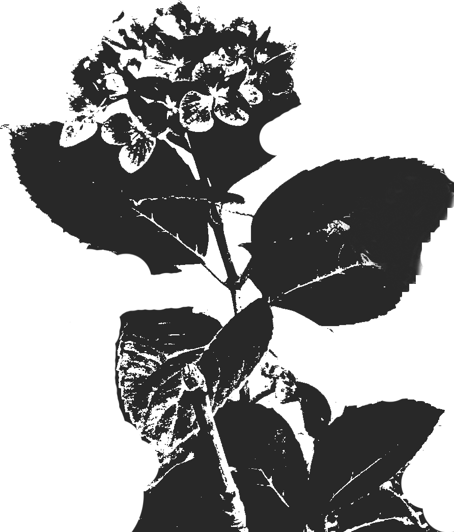 リアルな花のイラスト フリー素材 白黒 モノクロno 28 白黒 あじさい リアル