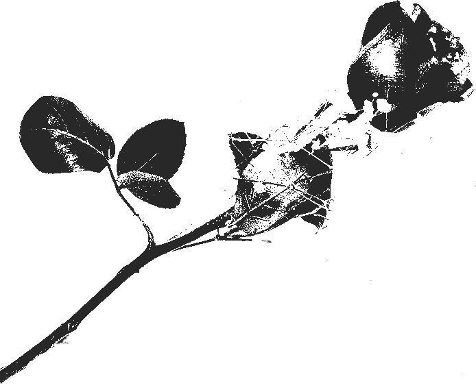 トップ100薔薇 イラスト 白黒 花の画像