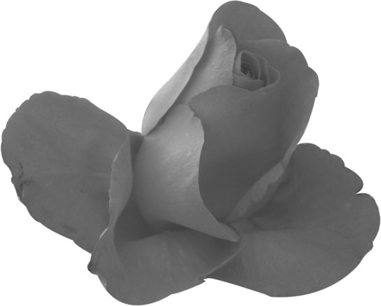 白黒の花のイラスト-白黒・バラ・リアル