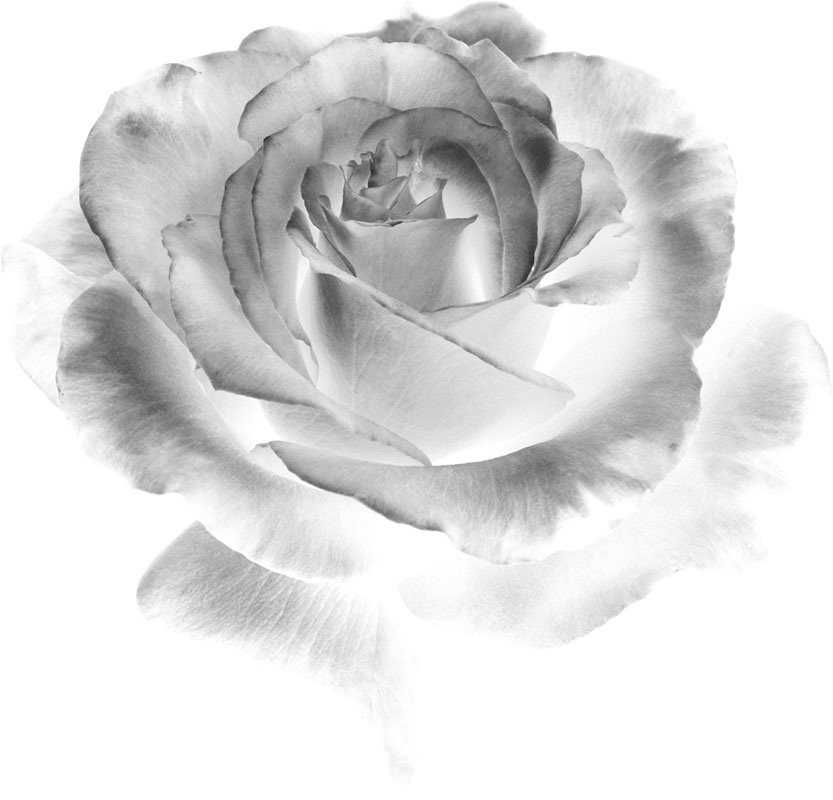 リアルな花のイラスト フリー素材 白黒 モノクロno 2142 白黒 バラ リアル