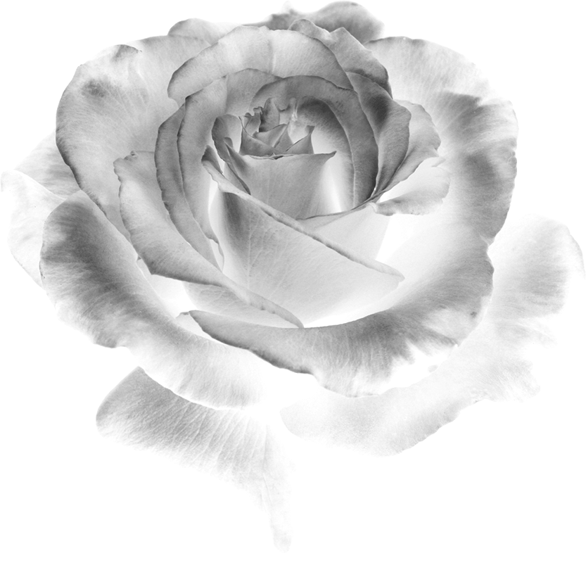 白黒 モノクロの花のイラスト フリー素材 花一輪no 747 白黒 バラ リアル