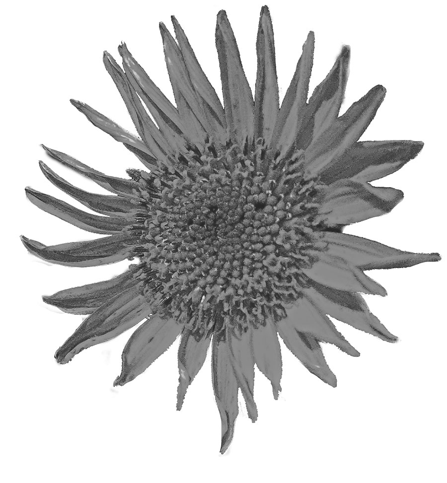リアルな花のイラスト フリー素材 白黒 モノクロno 2152 白黒