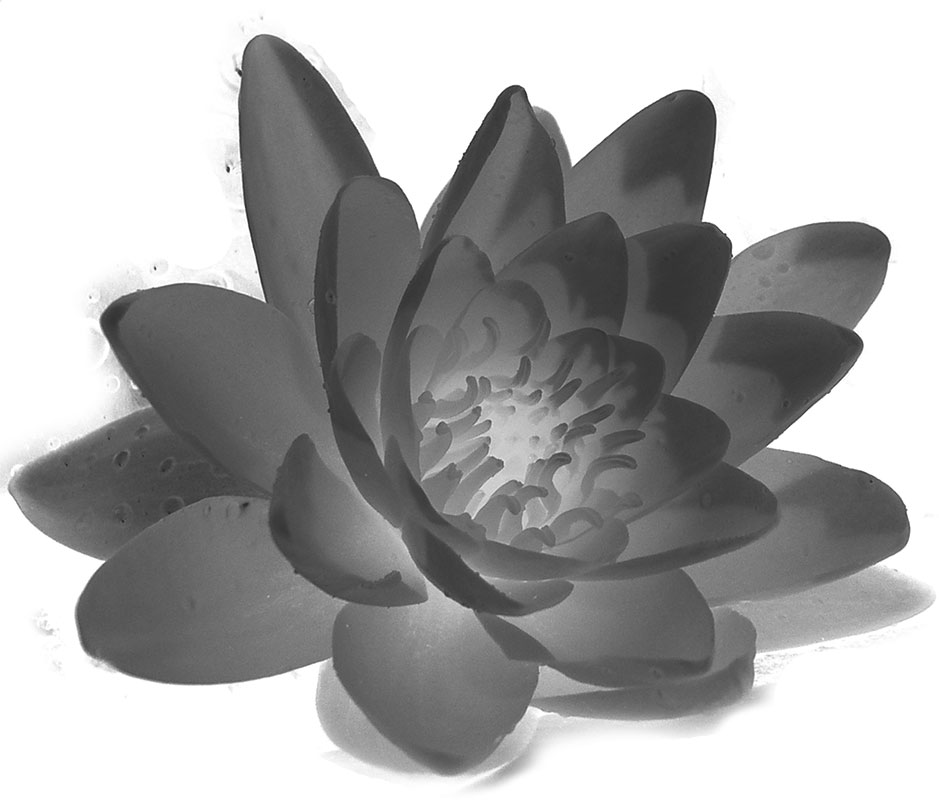 白黒の花のイラスト-白黒・蓮・リアル