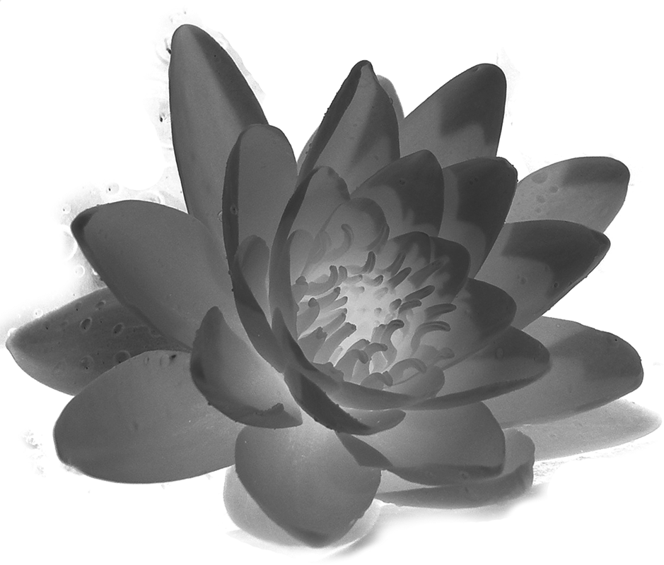 白黒 モノクロの花のイラスト フリー素材 花一輪no 712 白黒 蓮 リアル