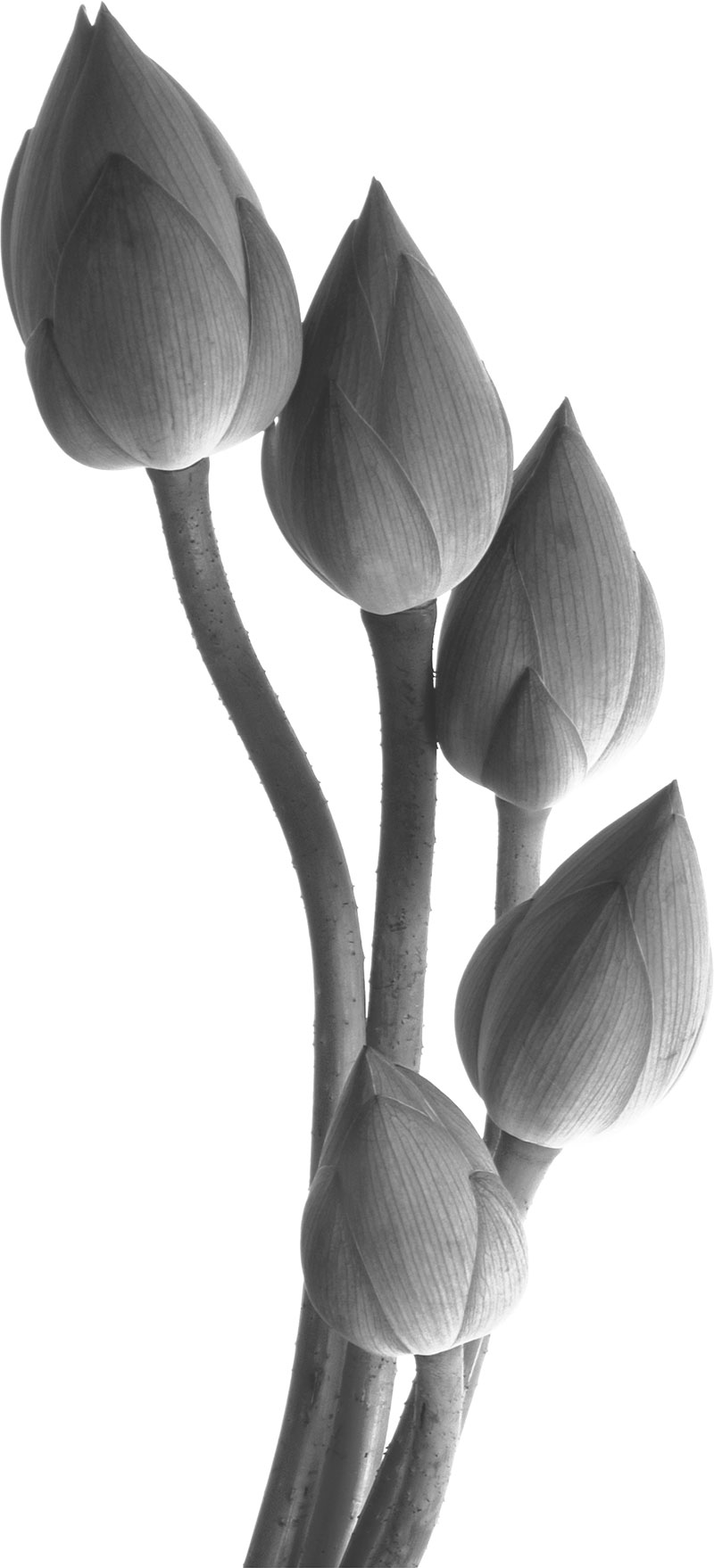 リアルな花のイラスト フリー素材 白黒 モノクロno 39 白黒 蓮 つぼみ