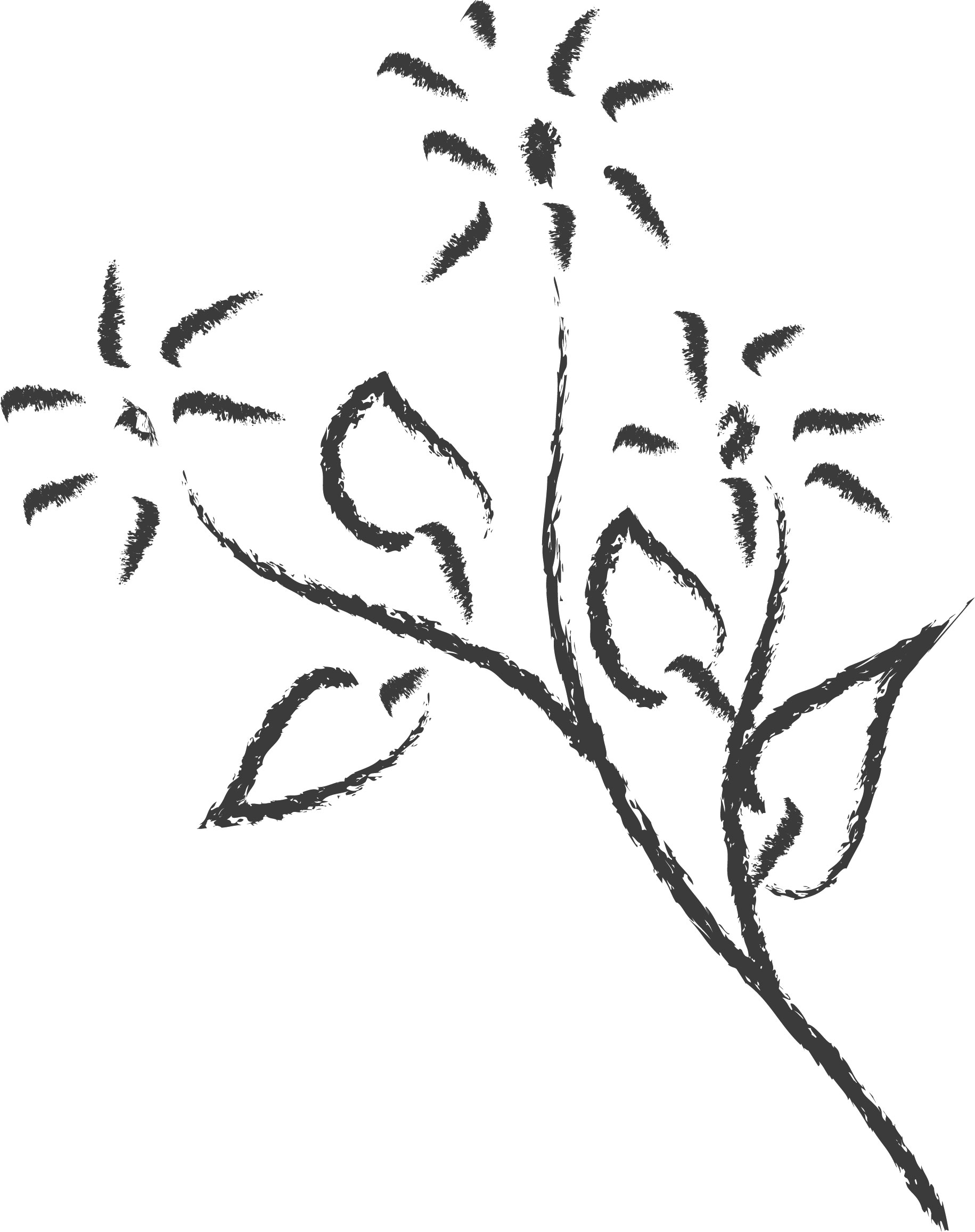 白黒の花のイラスト-白黒・茎葉・手書き風