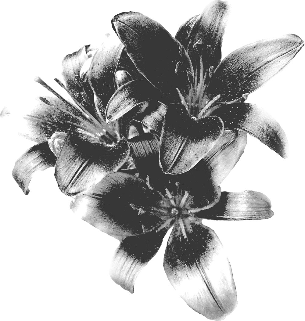 白黒の花のイラスト-白黒・ユリ・リアル