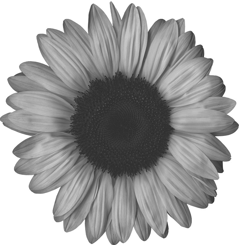 白黒の花のイラスト-白黒・ひまわり・リアル