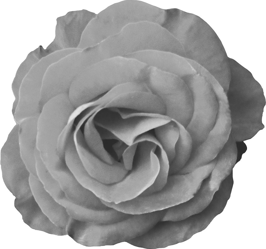 白黒の花のイラスト-白黒・バラ・リアル