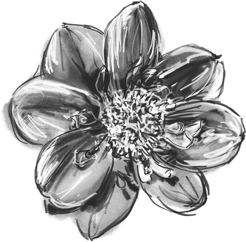 白黒の花のイラスト-白黒・手書き風