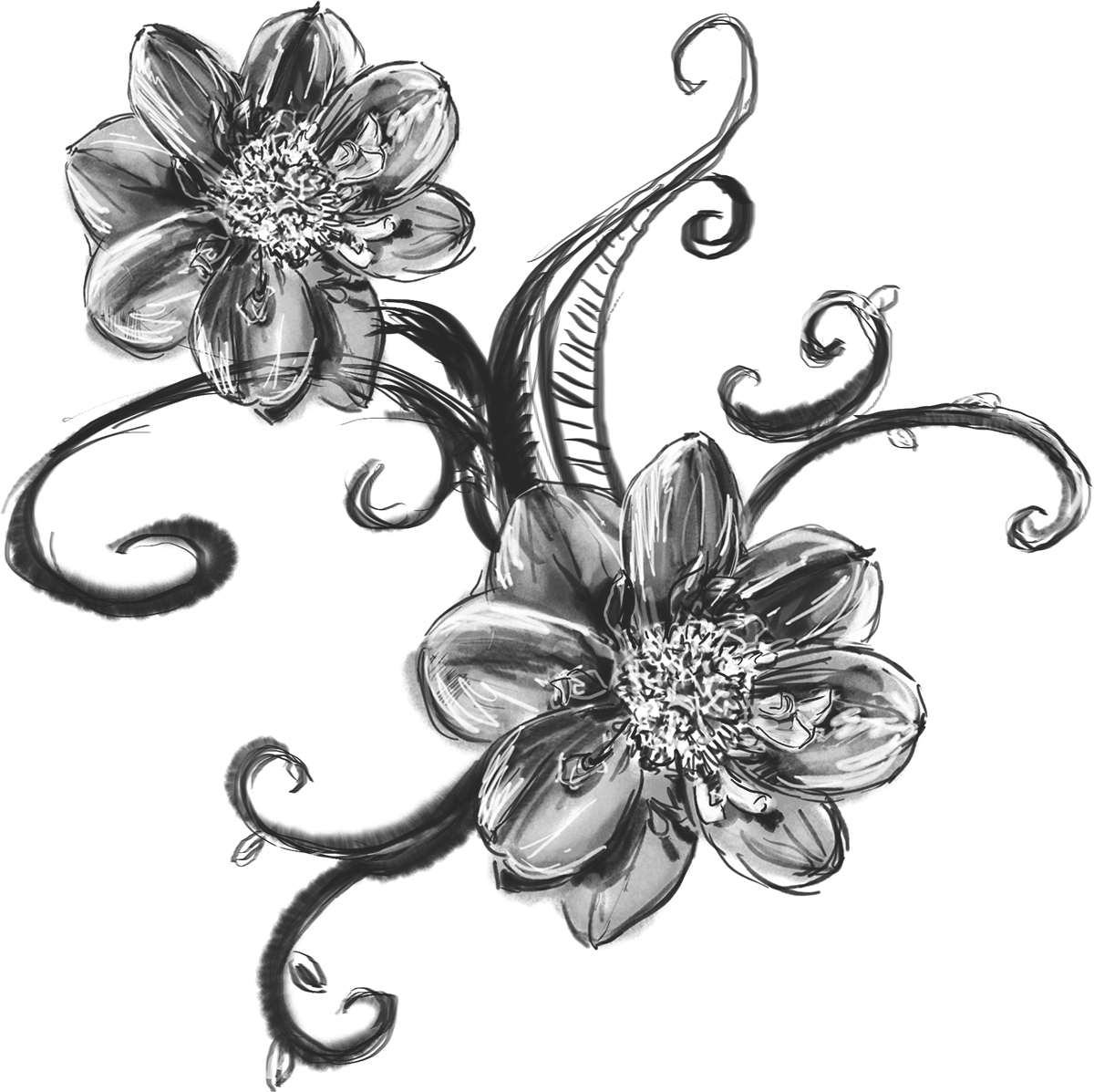 リアルな花のイラスト フリー素材 白黒 モノクロno 45 白黒 手書き風