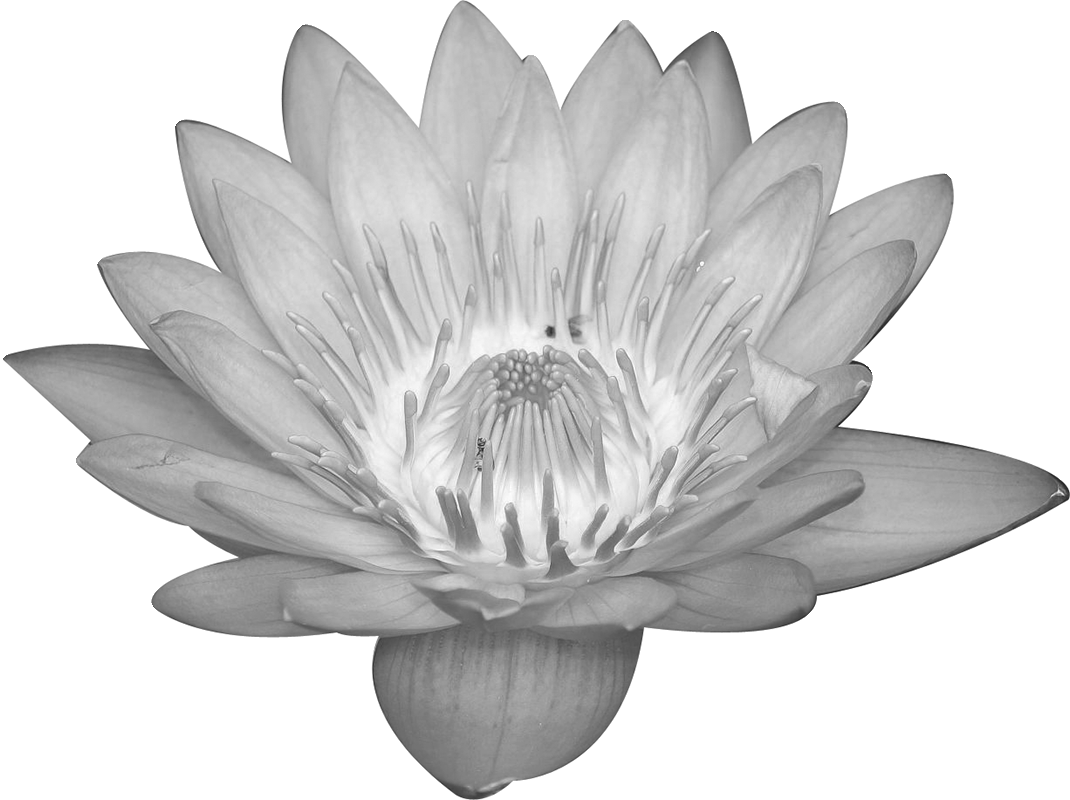 リアルな花のイラスト フリー素材 白黒 モノクロno 2166 白黒 蓮 リアル