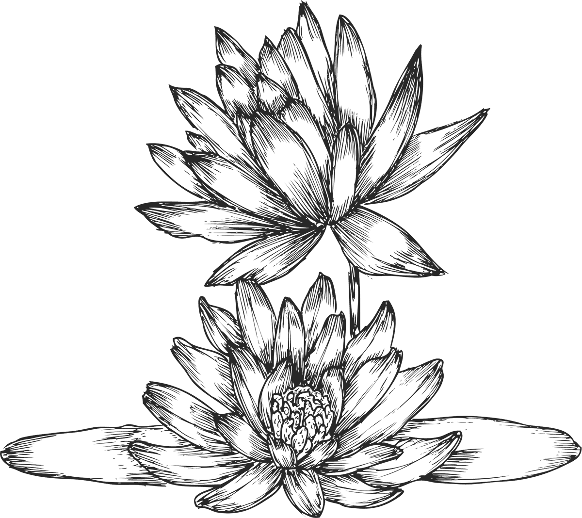花のイラスト フリー素材 白黒 モノクロno 085 白黒 蓮 リアルテイスト