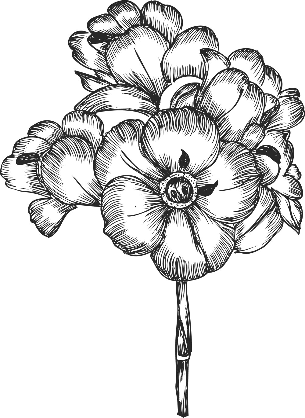 白黒の花のイラスト-白黒・リアルテイスト