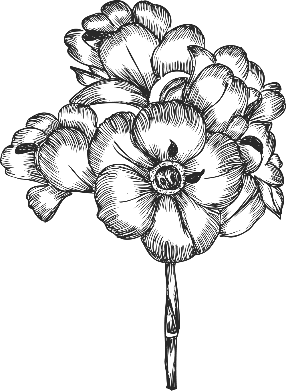 花のイラスト フリー素材 白黒 モノクロno 087 白黒 リアルテイスト