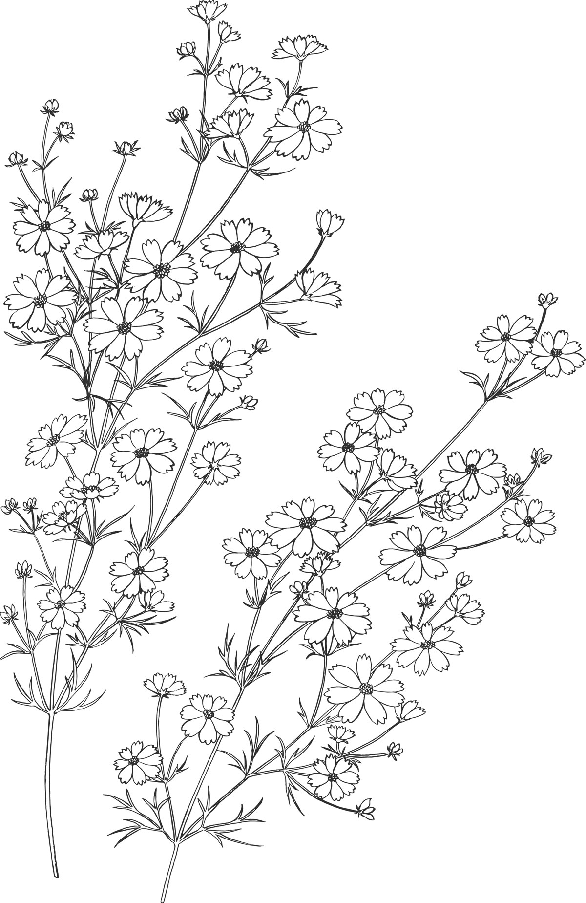 白黒の花のイラスト-白黒・茎葉