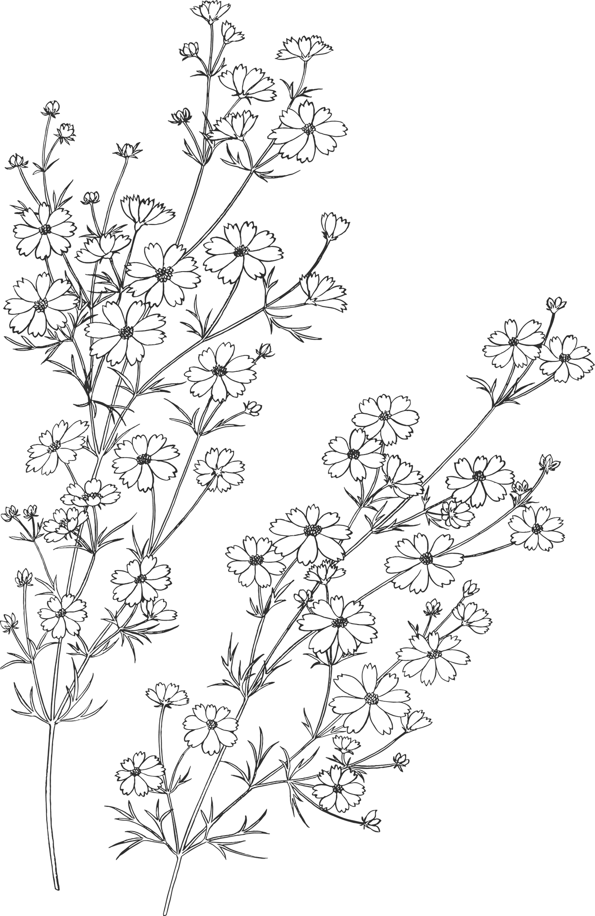 リアルな花のイラスト フリー素材 白黒 モノクロno 62 白黒 茎葉