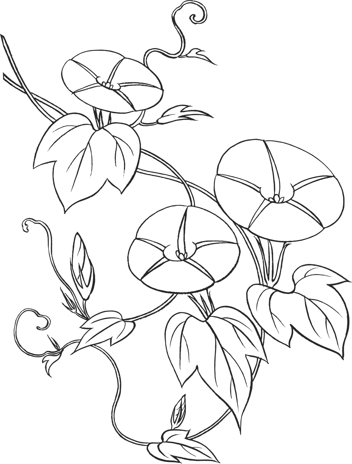 リアルな花のイラスト フリー素材 白黒 モノクロno 65 白黒 アサガオ 蔓葉