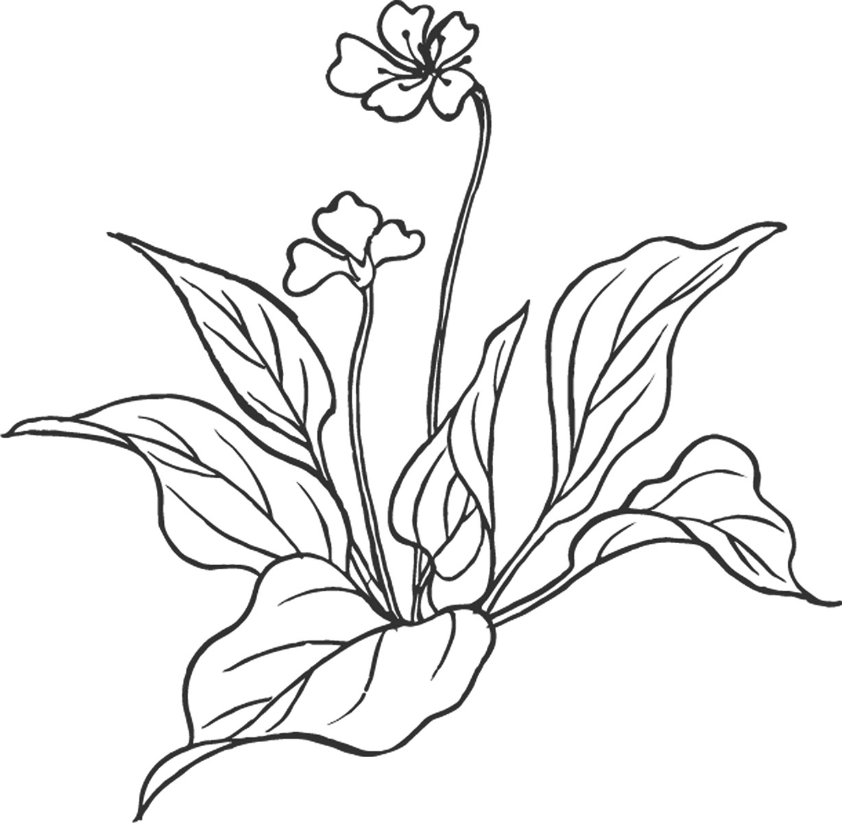 白黒の花のイラスト-白黒・手書き風・茎葉