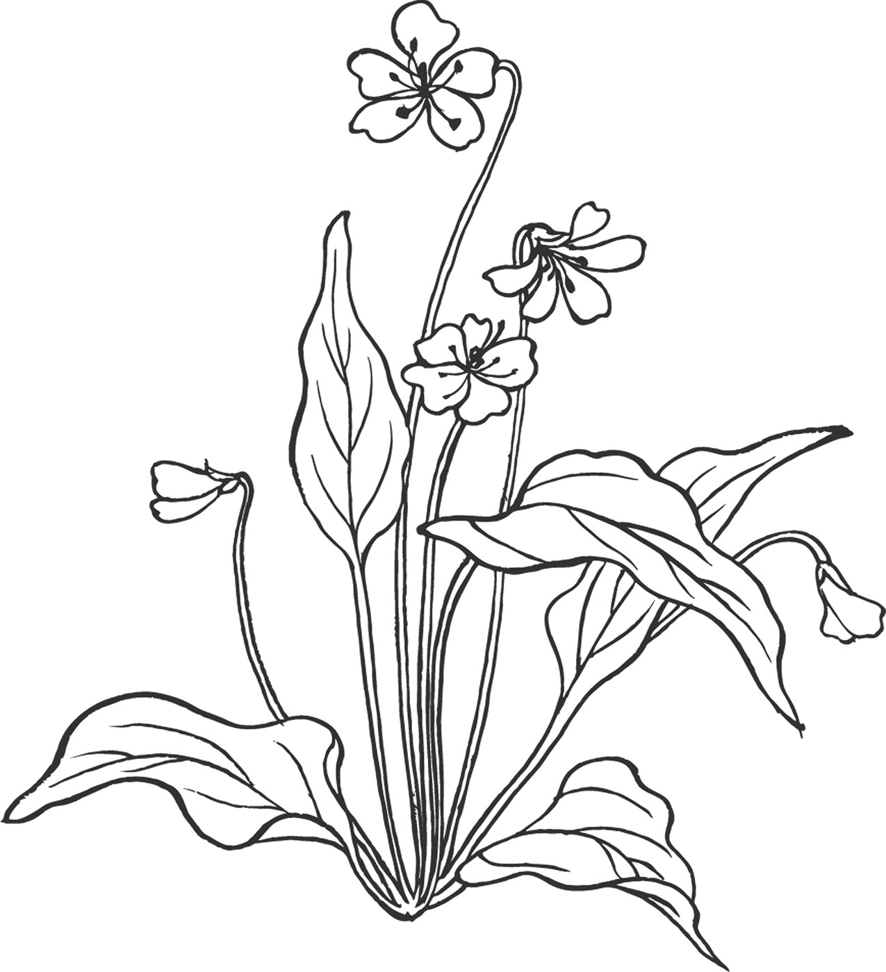 白黒の花のイラスト-白黒・手書き風・茎葉