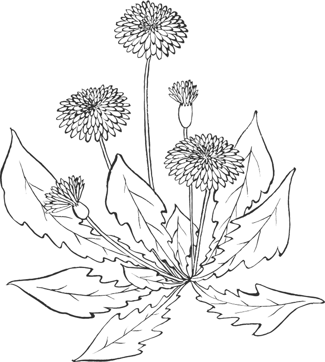花のイラスト フリー素材 白黒 モノクロno 050 白黒 たんぽぽ