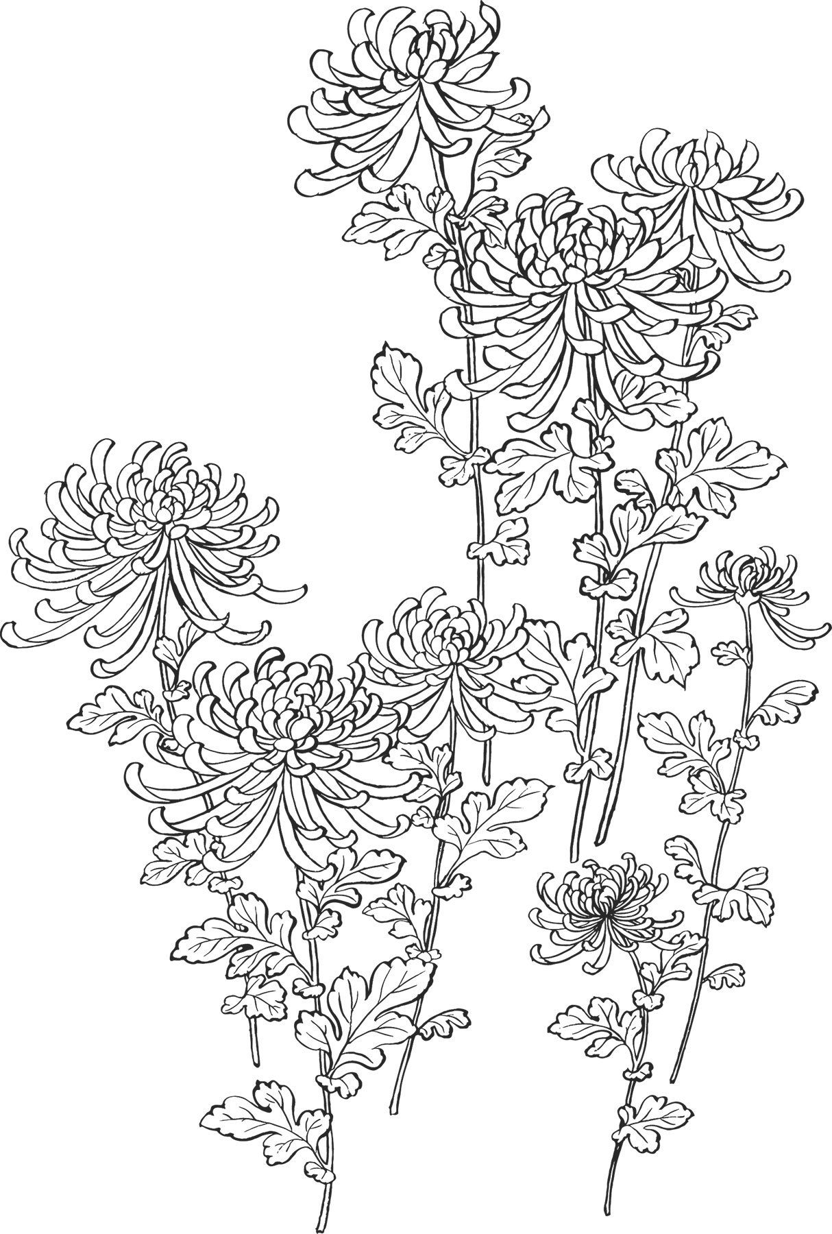 白黒の花のイラスト-白黒・菊・茎葉