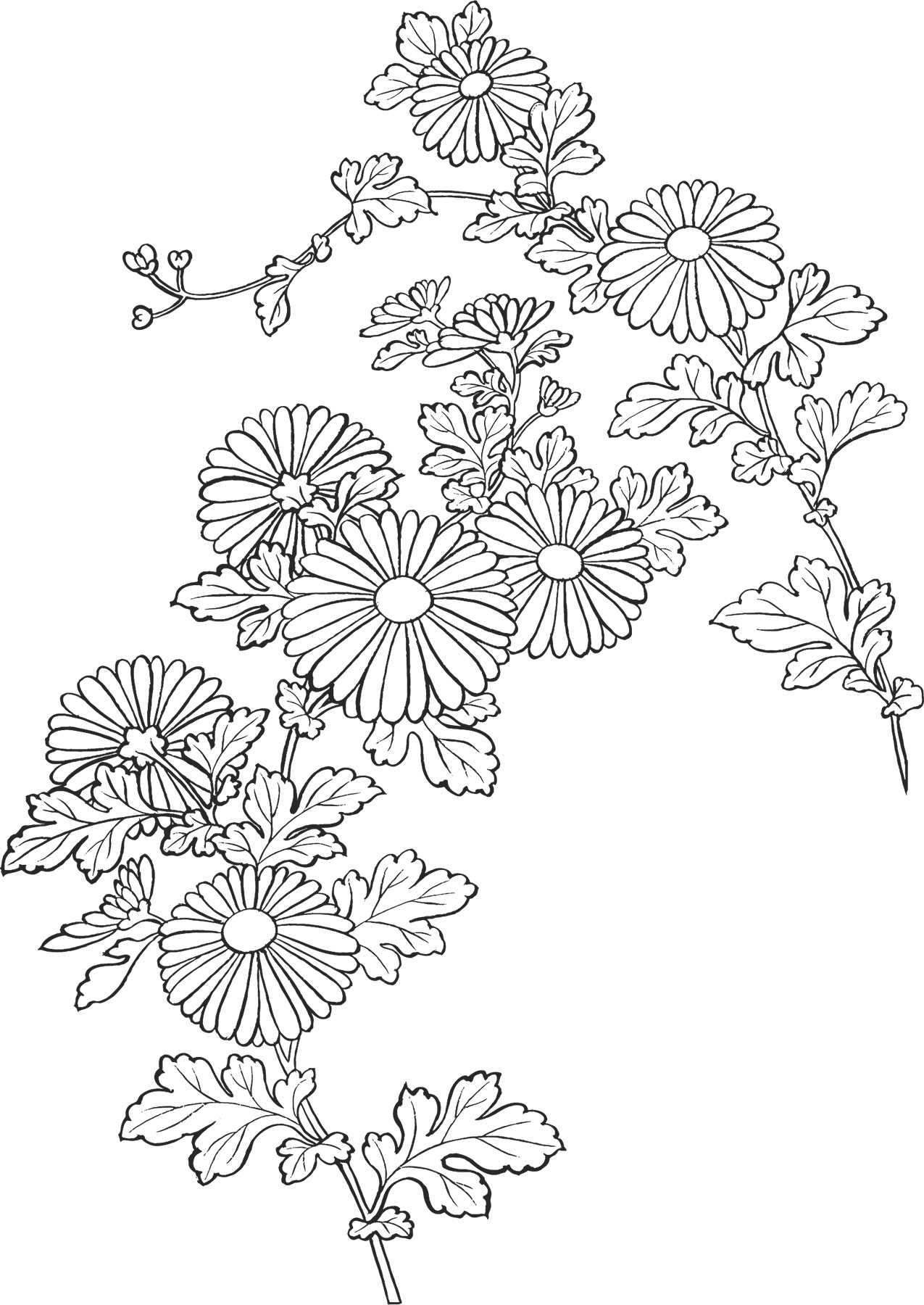 白黒の花のイラスト-白黒・菊・茎葉