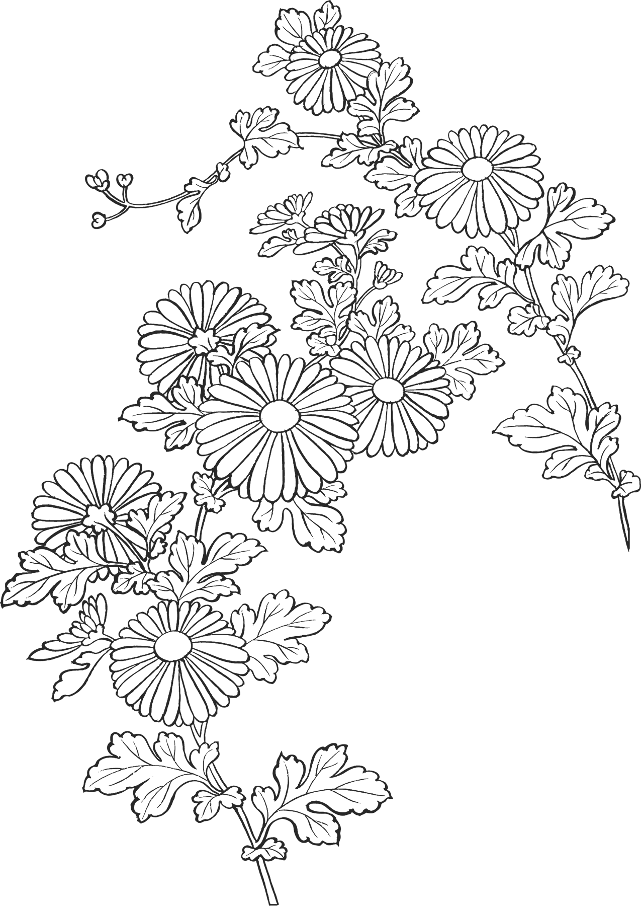 花のイラスト フリー素材 白黒 モノクロno 054 白黒 菊 茎葉
