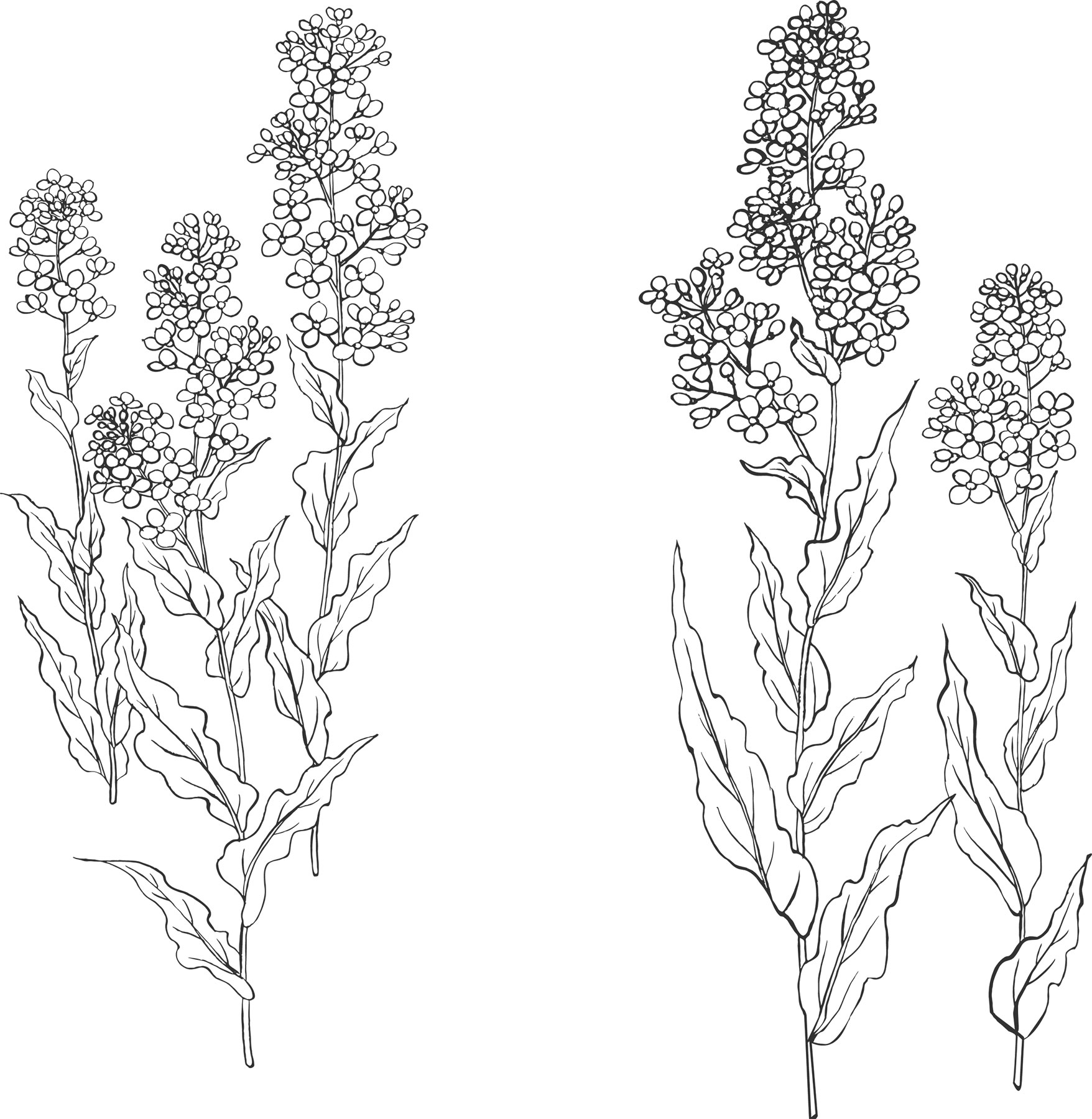 白黒の花のイラスト-白黒・茎葉
