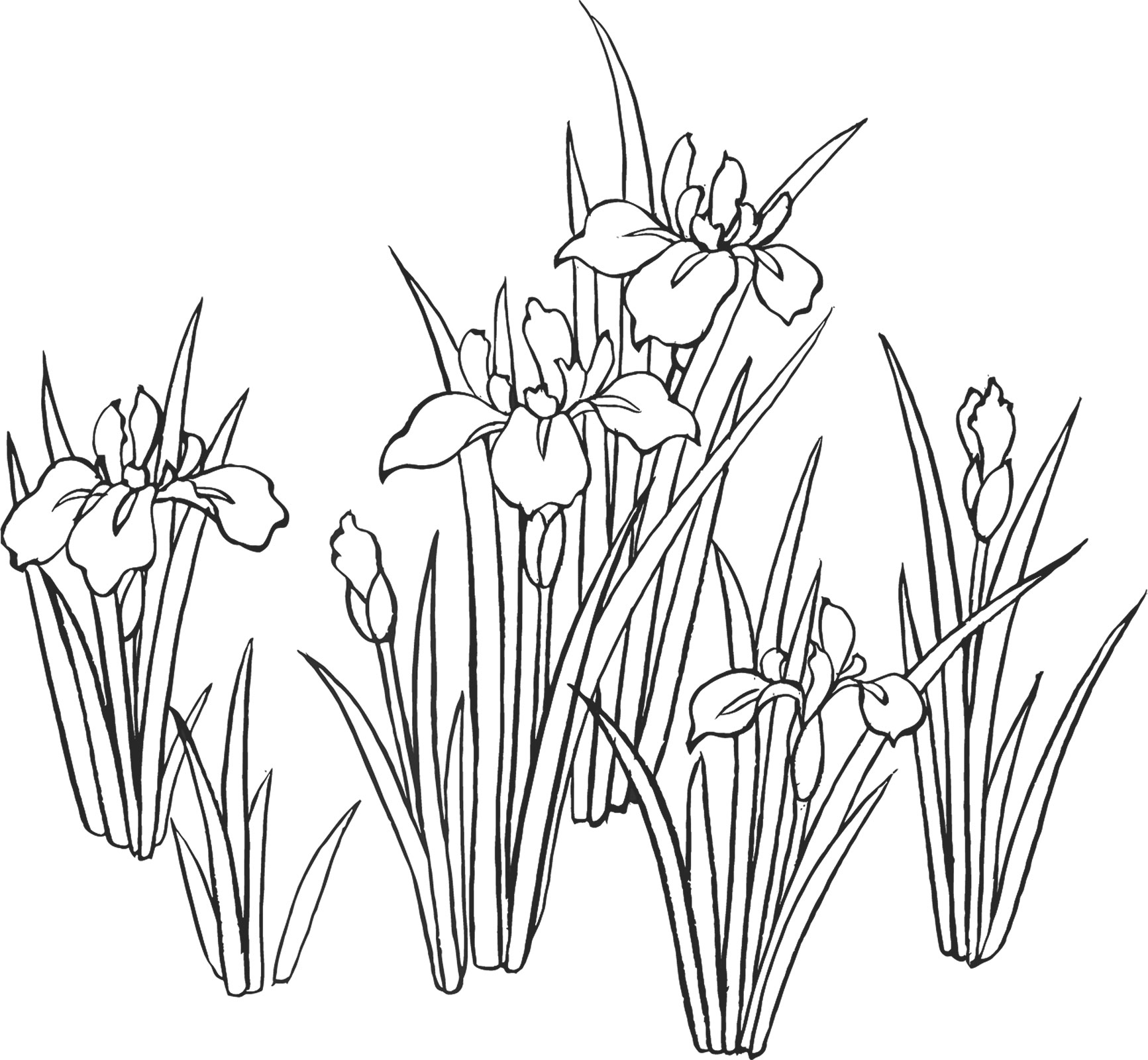 白黒の花のイラスト-白黒・水仙