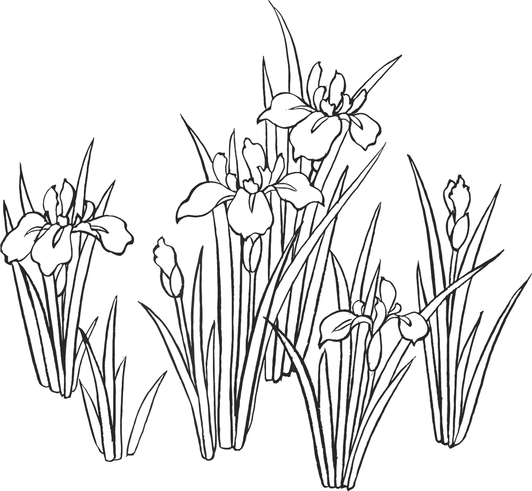 菖蒲 かきつばたのイラスト 画像no 17 白黒の花菖蒲 かきつばた 無料のフリー素材集 百花繚乱