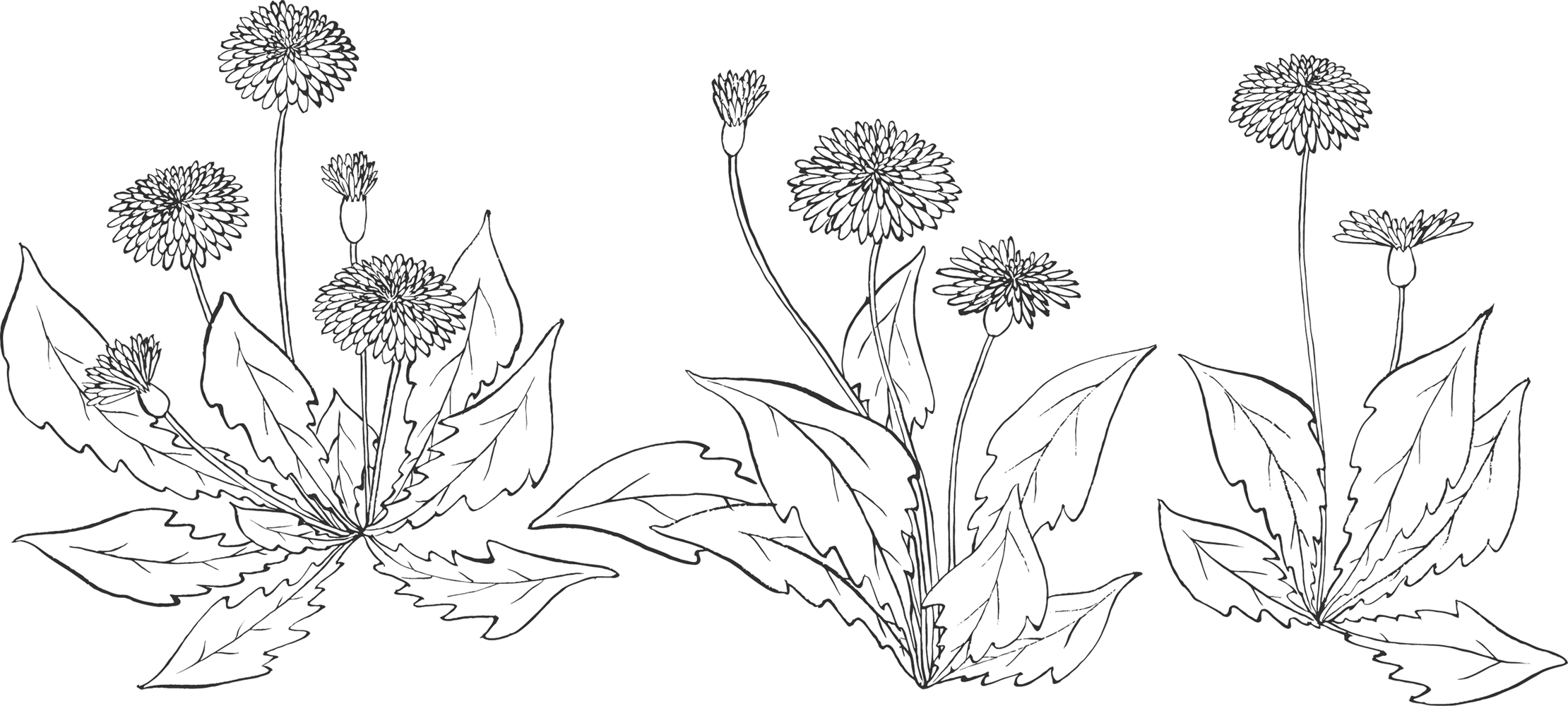 リアルな花のイラスト フリー素材 白黒 モノクロno 77 白黒 たんぽぽ
