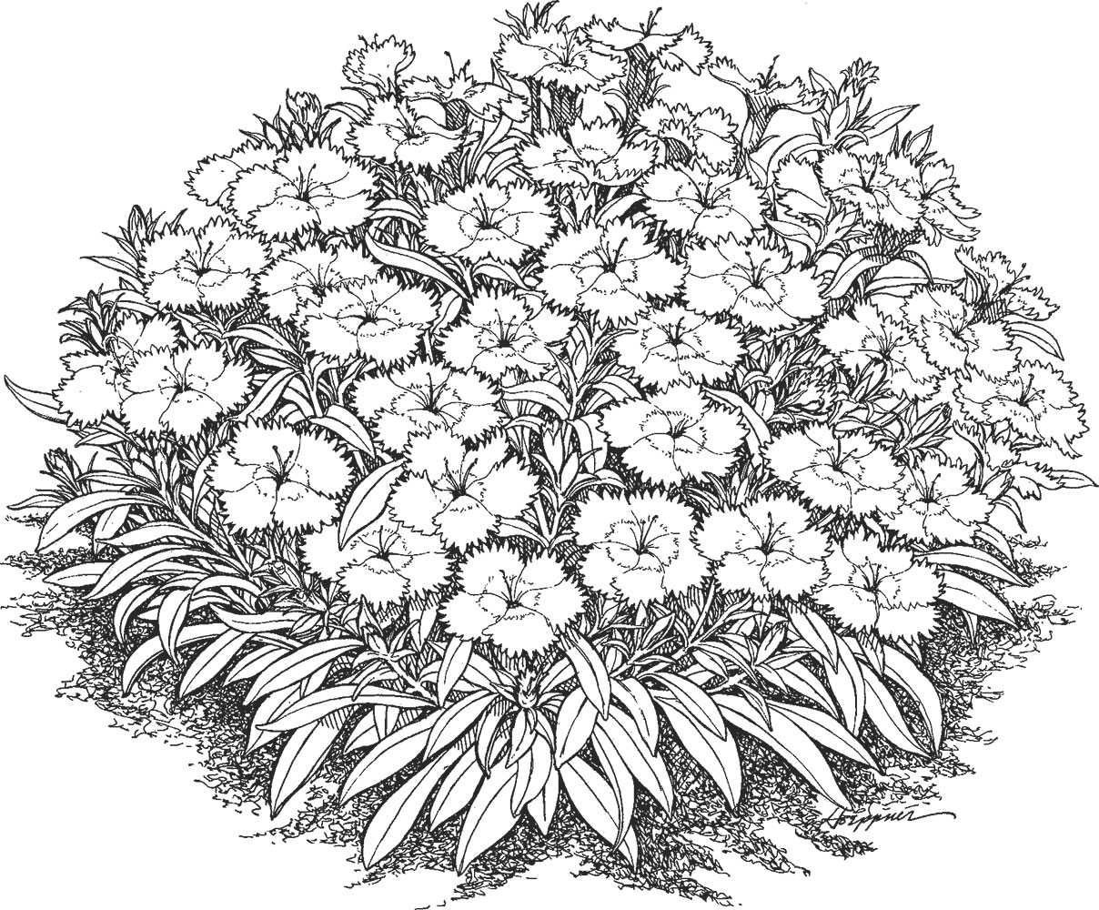 白黒の花のイラスト-白黒・草葉・いっぱい