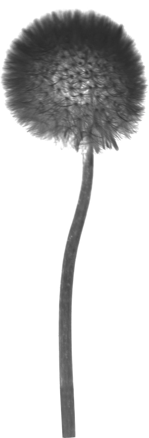 花のイラスト フリー素材 白黒 モノクロno 153 白黒 たんぽぽの綿毛