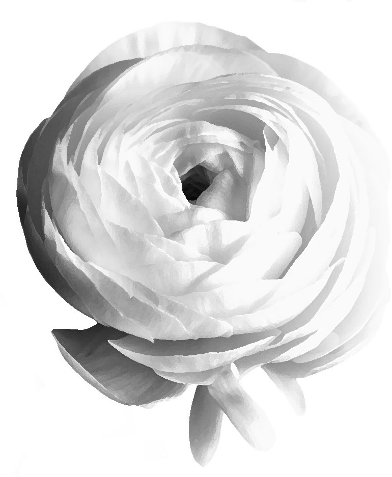 白黒の花のイラスト-白黒・バラ・明暗