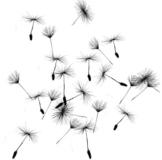 花のイラスト フリー素材 白黒 モノクロno 156 白黒 タンポポの綿毛