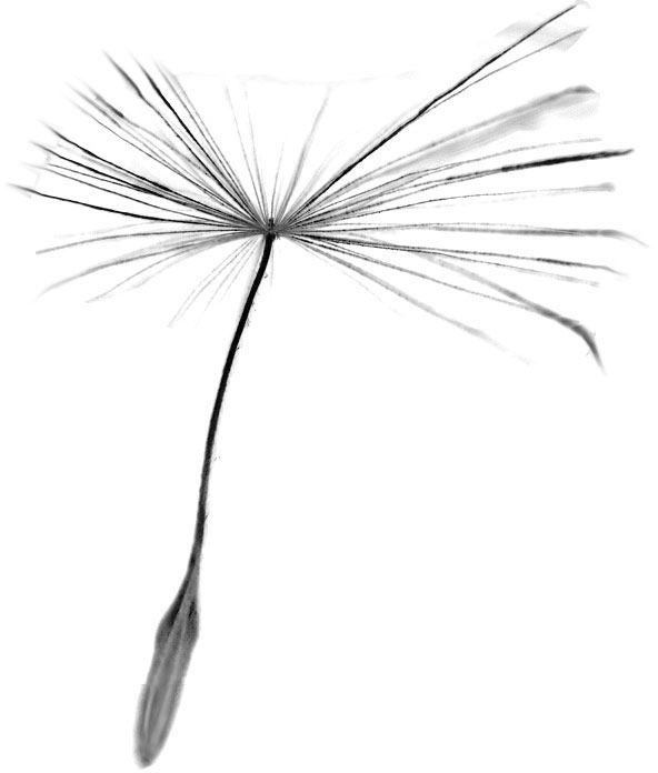 花のイラスト フリー素材 白黒 モノクロno 158 白黒 タンポポの綿毛